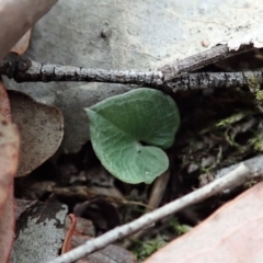 Acianthus collinus at Dunlop, ACT - 4 Apr 2019