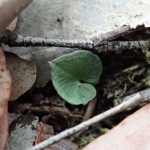 Acianthus collinus at Dunlop, ACT - suppressed