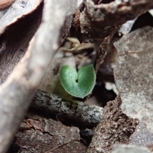 Acianthus collinus at Dunlop, ACT - 4 Apr 2019