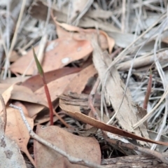 Bunochilus umbrinus (Broad-sepaled Leafy Greenhood) at Aranda Bushland - 4 Apr 2019 by CathB