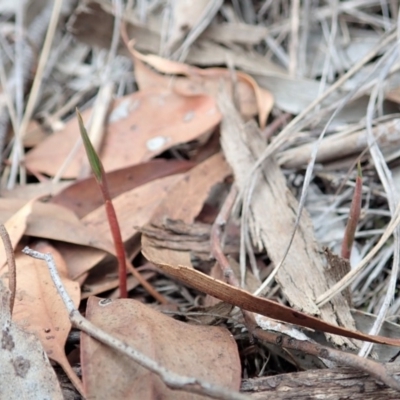 Bunochilus umbrinus (Broad-sepaled Leafy Greenhood) at Aranda Bushland - 4 Apr 2019 by CathB