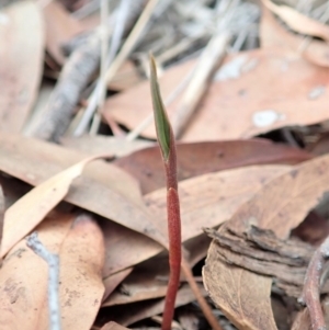 Bunochilus umbrinus (ACT) = Pterostylis umbrina (NSW) at suppressed - suppressed