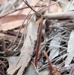 Bunochilus umbrinus (ACT) = Pterostylis umbrina (NSW) at suppressed - suppressed