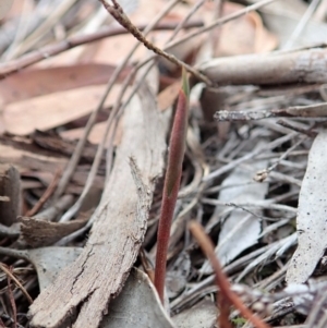 Bunochilus umbrinus at suppressed - 4 Apr 2019