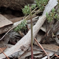 Lyperanthus suaveolens (Brown Beaks) at Aranda Bushland - 4 Apr 2019 by CathB