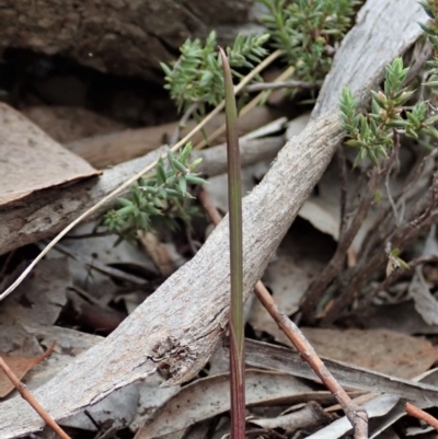 Lyperanthus suaveolens (Brown Beaks) at Aranda, ACT - 4 Apr 2019 by CathB