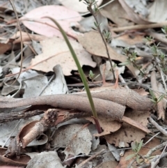 Lyperanthus suaveolens at Aranda, ACT - 4 Apr 2019