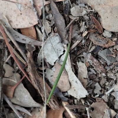 Lyperanthus suaveolens (Brown Beaks) at Aranda, ACT - 4 Apr 2019 by CathB