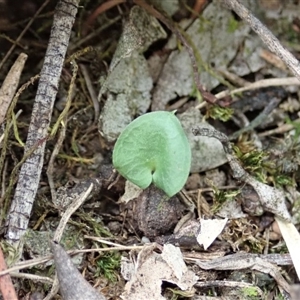 Corysanthes hispida at Point 4081 - suppressed