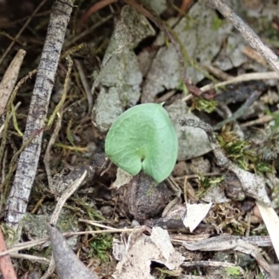 Corysanthes hispida (Bristly Helmet Orchid) at Aranda Bushland - 4 Apr 2019 by CathB