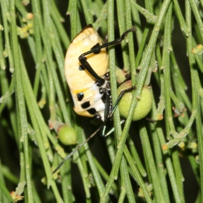 Commius elegans (Cherry Ballart Shield Bug) at Mount Ainslie - 5 Apr 2019 by jb2602