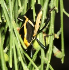 Commius elegans at Ainslie, ACT - 5 Apr 2019 03:51 PM