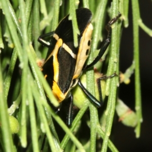 Commius elegans at Ainslie, ACT - 5 Apr 2019