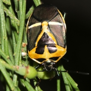 Commius elegans at Ainslie, ACT - 5 Apr 2019 03:51 PM