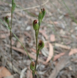 Speculantha rubescens at Aranda, ACT - suppressed