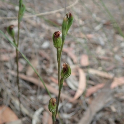 Speculantha rubescens (Blushing Tiny Greenhood) at Aranda Bushland - 4 Apr 2019 by CathB