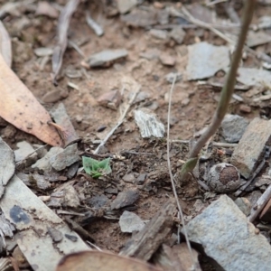 Speculantha rubescens at Aranda, ACT - suppressed