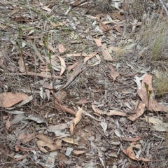 Speculantha rubescens at Aranda, ACT - suppressed