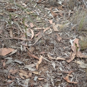 Speculantha rubescens at Aranda, ACT - suppressed