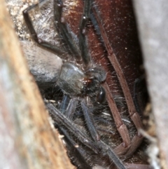 Delena cancerides (Social huntsman spider) at Ainslie, ACT - 5 Apr 2019 by jbromilow50