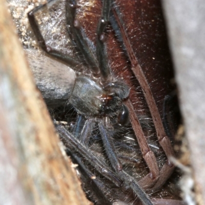 Delena cancerides (Social huntsman spider) at Ainslie, ACT - 5 Apr 2019 by jbromilow50