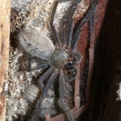 Delena cancerides at Ainslie, ACT - 5 Apr 2019