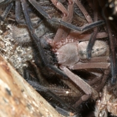 Delena cancerides at Ainslie, ACT - 5 Apr 2019 04:17 PM