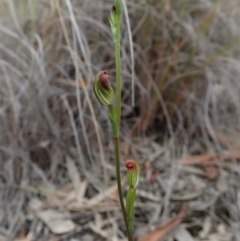 Speculantha rubescens (Blushing Tiny Greenhood) at Aranda Bushland - 4 Apr 2019 by CathB