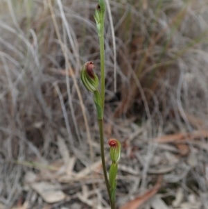 Speculantha rubescens at Aranda, ACT - suppressed