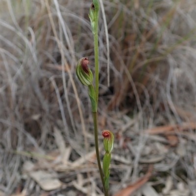 Speculantha rubescens (Blushing Tiny Greenhood) at Aranda Bushland - 4 Apr 2019 by CathB