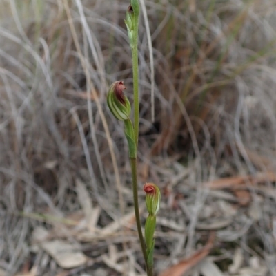 Speculantha rubescens (Blushing Tiny Greenhood) at Aranda, ACT - 4 Apr 2019 by CathB