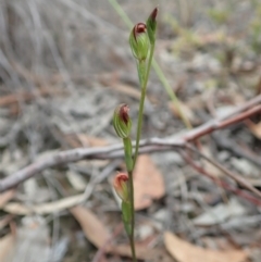 Speculantha rubescens at Aranda, ACT - suppressed