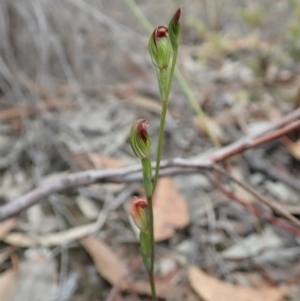 Speculantha rubescens at Aranda, ACT - suppressed