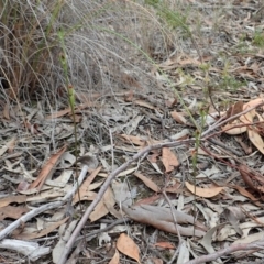 Speculantha rubescens at Aranda, ACT - suppressed