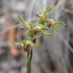 Corunastylis cornuta (Horned Midge Orchid) at Aranda Bushland - 4 Apr 2019 by CathB