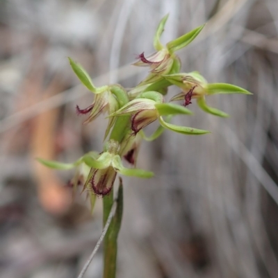 Corunastylis cornuta (Horned Midge Orchid) at Aranda, ACT - 4 Apr 2019 by CathB