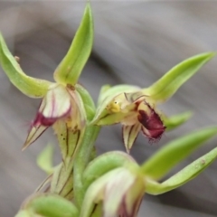 Corunastylis cornuta at Aranda, ACT - suppressed