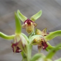 Corunastylis cornuta at Aranda, ACT - suppressed