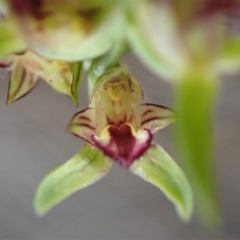 Corunastylis cornuta at Aranda, ACT - suppressed