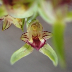 Corunastylis cornuta at Aranda, ACT - suppressed