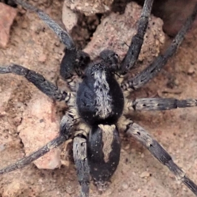 Lycosidae (family) (Unidentified wolf spider) at Mount Painter - 3 Apr 2019 by CathB