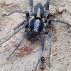 Lycosidae (family) at Cook, ACT - 3 Apr 2019 05:17 PM