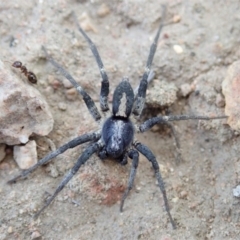 Lycosidae (family) at Cook, ACT - 3 Apr 2019 05:17 PM