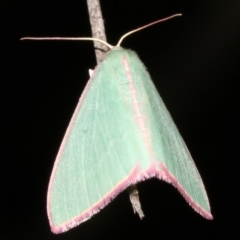 Chlorocoma undescribed species MoVsp3 (An Emerald moth) at Mount Ainslie - 4 Apr 2019 by jbromilow50