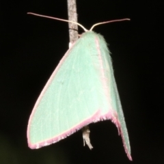 Chlorocoma undescribed species (sp.3 MoV) at Ainslie, ACT - 4 Apr 2019 08:47 PM