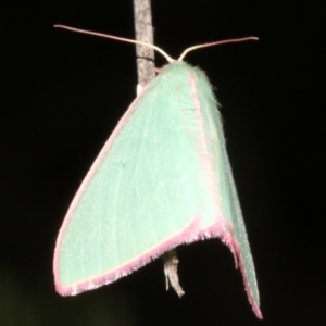 Chlorocoma undescribed species MoVsp3 at Ainslie, ACT - 4 Apr 2019