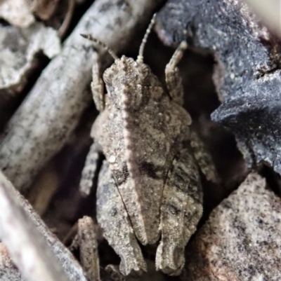 Tetrigidae (family) (Pygmy grasshopper) at Cook, ACT - 3 Apr 2019 by CathB