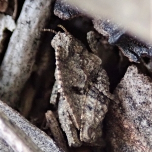 Tetrigidae (family) at Cook, ACT - 3 Apr 2019 05:44 PM