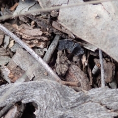 Tetrigidae (family) at Cook, ACT - 3 Apr 2019 05:44 PM