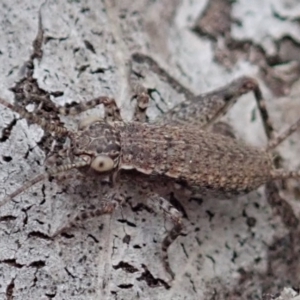 Eurepa marginipennis at Dunlop, ACT - 4 Apr 2019